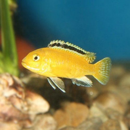 Labidochromis Caeruleus Electric Yellow 5-6cm