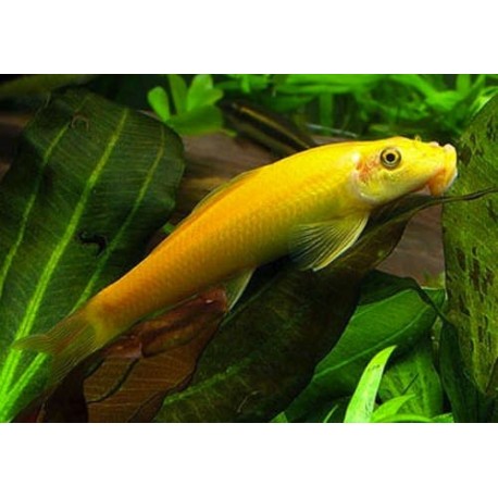 Golden Algae Eater 4-5cm