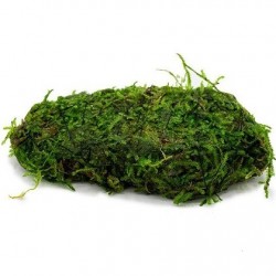 Vesicularia Dubyana Christmas Moss σε nano stone(ΦΠ)