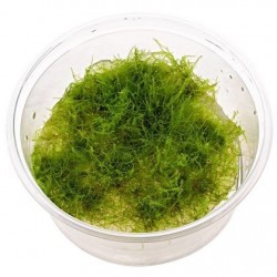 Amblystegium Serpens (Nano Moss) In-Vitro
