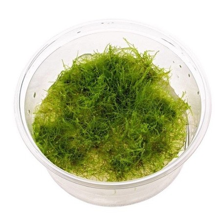 Amblystegium Serpens (Nano Moss) In-Vitro