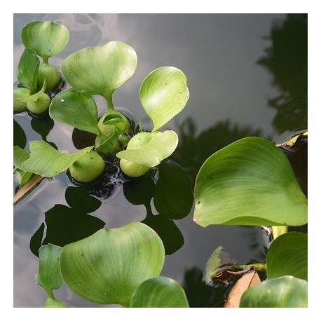 Water Hyacinth Floating(ΦΠ)