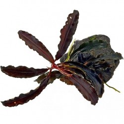 Bucephalandra sp."Kedagang" σε nano stone(ΦΠ)