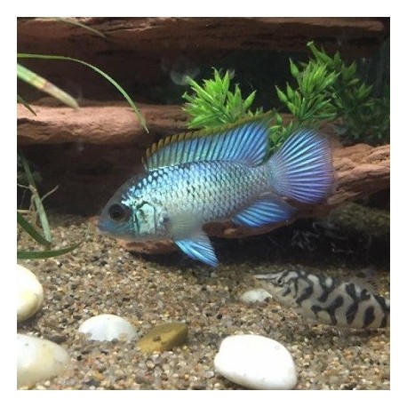 Blue Neon Acara 4cm