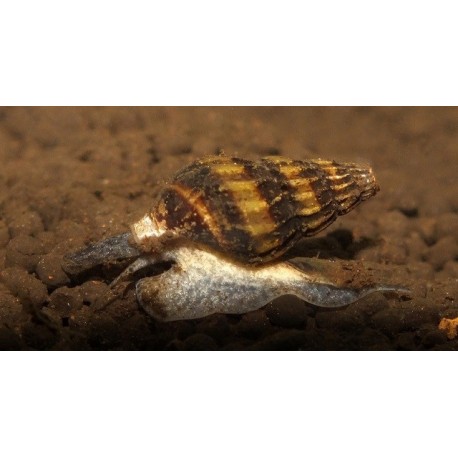Clea (Anentome) Helena Snail 2cm