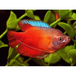 Gourami Red Male