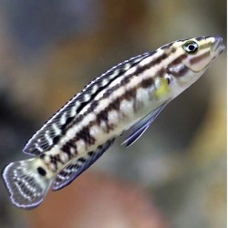 Julidochromis Marlieri XL