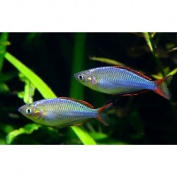 Dwarf Neon Rainbowfish Paecox