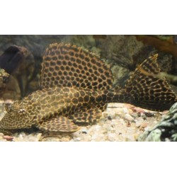 Leopard Pleco 4-5cm (Glyptoperichthys gibbiceps)