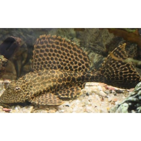 Leopard Pleco 25cm (Glyptoperichthys gibbiceps)