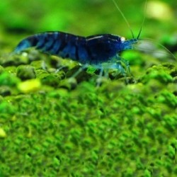 Γαρίδα Blue Diamond shrimp (Neocaridina davidi)