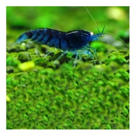 Γαρίδα Blue Diamond shrimp (Neocaridina davidi)