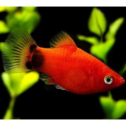 Platy Red Mickey Mouse 3.5-4cm