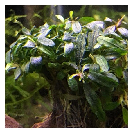 Bucephalandra spec. Mini Needle Leaf with moss σε nano stone(ΦΠ)