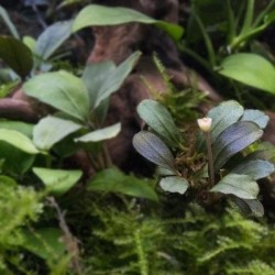 Bucephalandra spec. Serimbu Brown with moss σε nano stone(ΦΠ)