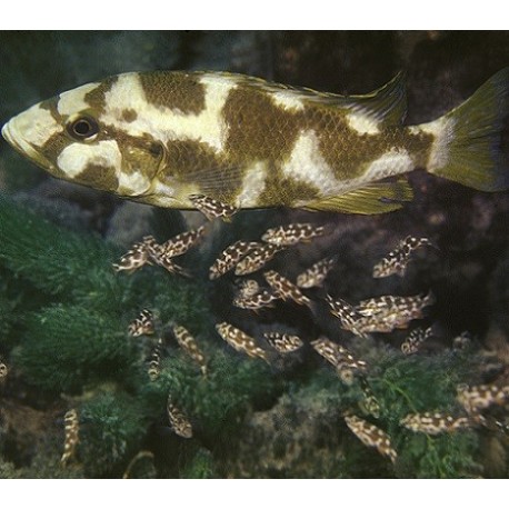 Nimbochromis livingstonii 6cm