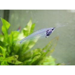 Glass Catfish (Kryptopterus bicirrhis)