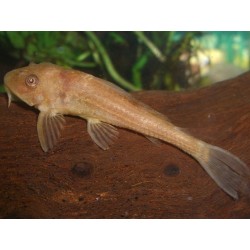 Plecostomus Albino 5-6cm