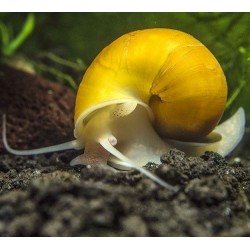 Golden Apple Snails Large-XL