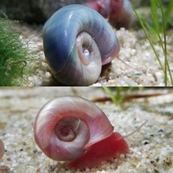 Ramshorn snail mix M
