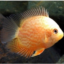 Red Spotted Golden Severum 6-7cm