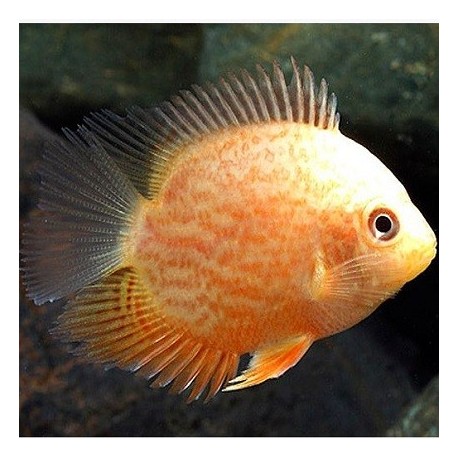 Red Spotted Golden Severum 5-6cm