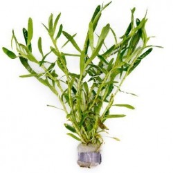 AQUAFLORA Heteranthera zosterifolia BA
