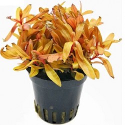 AQUAFLORA Nesaea pedicellata Golden Pot