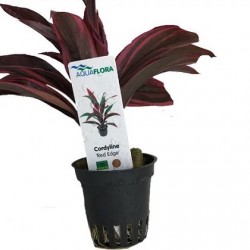 AQUAFLORA Cordyline Red Edge PT