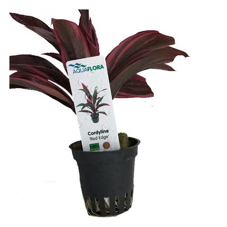 AQUAFLORA Cordyline Red Edge PT