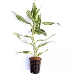 AQUAFLORA Dracaena Sanderiana PT