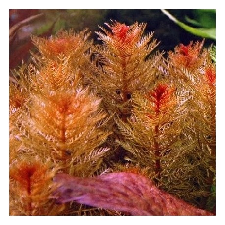 Myriophyllum matogrossense Red(ΦΠ)