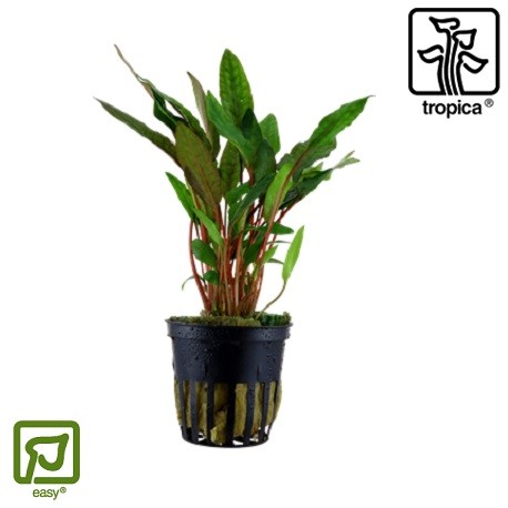 Cryptocoryne beckettii Petchii potted