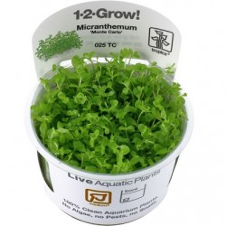 Micranthemum Monte Carlo 1-2-Grow!