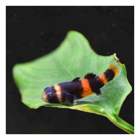 Bumblebee goby (Brachygobius Xanthozoma) 2-3 cm