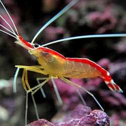 Lysmata amboinensis(Cleaner shrimp) θαλασσινό