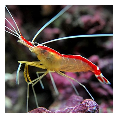 Lysmata amboinensis(Cleaner shrimp) θαλασσινό
