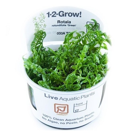 Rotala rotundifolia Green 1-2-Grow!