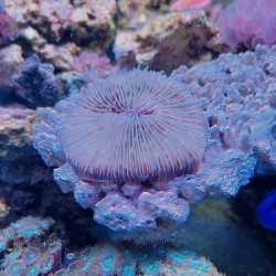 Κοράλλι Fungia spp.(Pink edge) Real photo