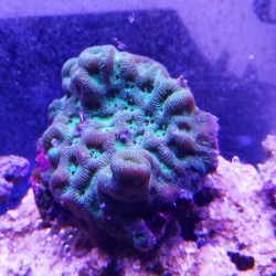 Κοράλλι Pectinia sp. Green (Real photo)