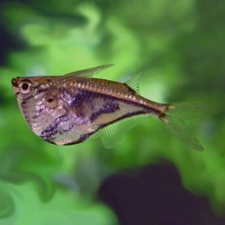 Hatchet Fish 2cm