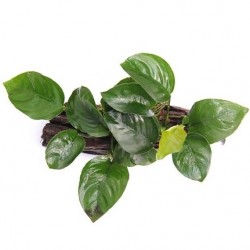 Anubias barteri on root with suction cup