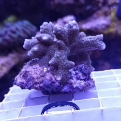Κοράλλι Montipora digitata Purple (Real photo)