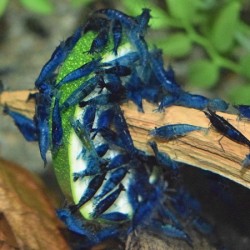 Neocaridina Davidi Blue Velvet 1-2cm