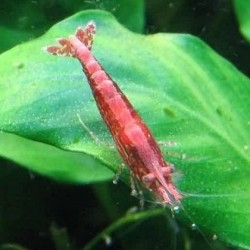 Γαρίδα Red Cherry Shrimp M