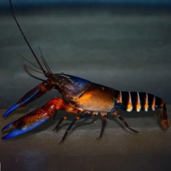 Zebra Crayfish 8-10cm