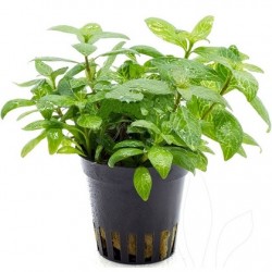 AQUAFLORA Hygrophila polysperma Sunset Pot