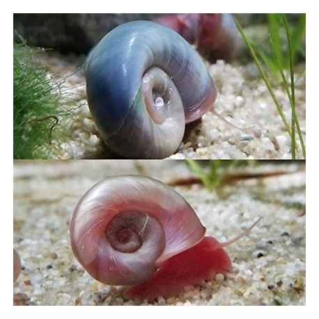 Ramshorn snail mix Small
