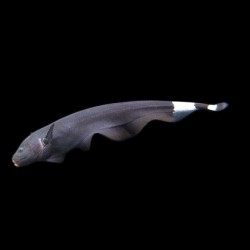 Black Ghost knife fish 18-25cm