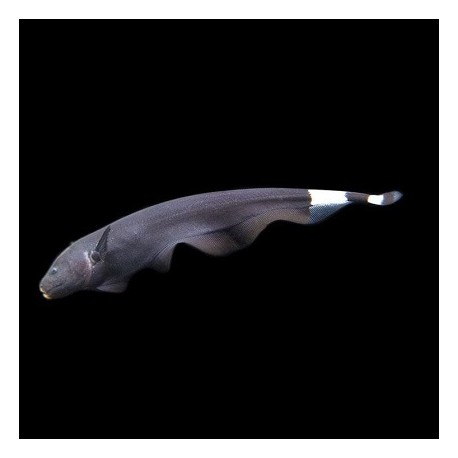 Black Ghost knife fish 18-25cm